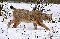 Luchs im Schnee gehend