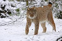 Luchs Weibchen im Schnee