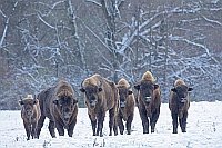 Wisente 6 Ex im Schnee