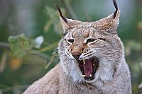 Luchs gaehnend Kopfportrait