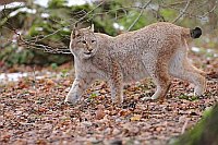 Luchs zurueck schauend