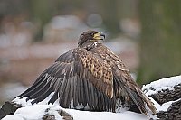 Seeadler manteld Schnee