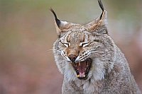 Luchs Kopf beim Gaehnen