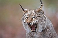 Luchs Kopfportrait gaehnend