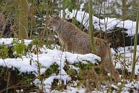 Luchs beobachtend Unterholz