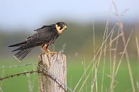 Baumfalke Seitenansicht