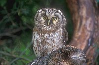 Rauhfusskauz Wald
