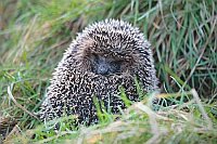 Igel eingerollt