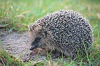 Igel mit Wurm