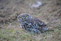 Steinkauz geduckte Haltung