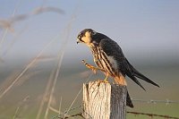 Baumfalke erhobener Fang