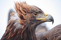 Steinadler Kopfportrait windig