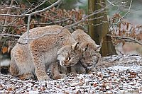 Luchs Begruessung