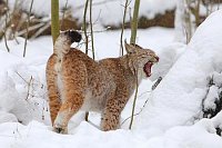 Luchs Kuder gaehnend im Schnee