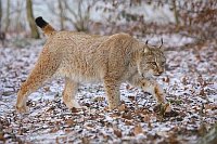 Luchs pirschend