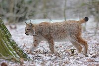 Luchs Seitenansicht