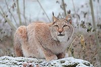 Luchskatze ruhend hochschauend