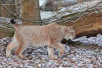 Luchskatze sich anschleichend