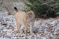 Luchskatze zur Seite schauend