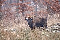 Wisentbulle vor Buchen