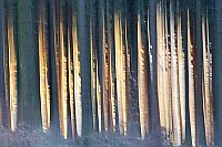 Kiefernstaemme Lichteinfall