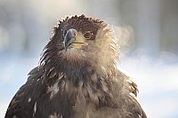 Seeadler mit Atemluft