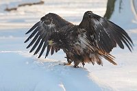 Seeadler im Schnee