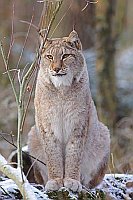Luchs sitzend von vorn