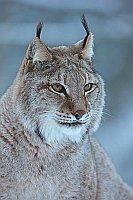 Luchs  Kopf  von vorn