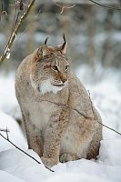 Luchskatze im Schnee sitzend