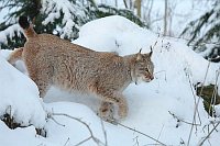 Luchskatze im Schnee gehend