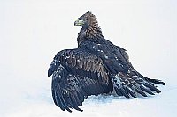Steinadler mantelnd im Schnee