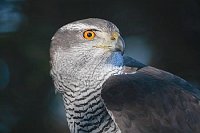 Habicht Kopfportrait Seite