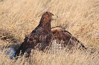 Steinadler mantelnd Brachflaec