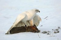 Habicht Sibirischer im Schnee