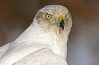 Habicht Albidus Kopf von Seite