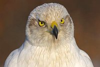 Habicht Albidus Kopf von vorn