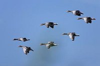 Graugaense 7 Ex im Flug