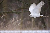 Habicht Albidus im Flug Seite