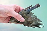 Blauschwanz Vogelwarte Helgola