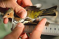 Buchfink Vermessung Vogelwarte