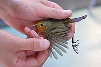 Rotkehlchen beringt Vogelwarte