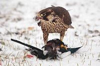 Wanderfalke m Elster v vorn