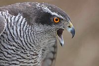 Habicht Kopfportrait rufend