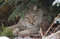 Luchs aus Deckung schauend