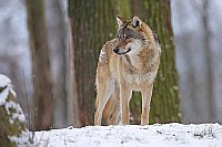 Wolf verharrend im Schnee