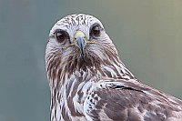 Rauhfussbussard Kopf v vorn