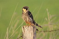 Baumfalke zurueck schauend