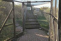 Helgoland Trichterreuse Vogelw