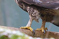 Rauhfussbussard Faenge